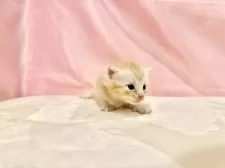 マンチカン(長足)【東京都・女の子・2025年10月11日・レッドタビー】の写真5