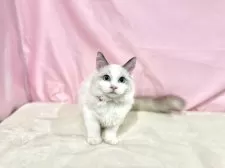 ラグドール【東京都・女の子・2025年6月27日・ブルーポイントバイカラー】の写真6