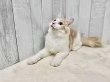 ノルウェージャンフォレストキャット【東京都・男の子・2025年4月17日・クリーム&ホワイト】の写真6