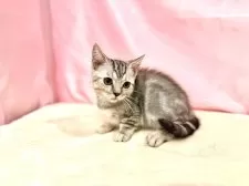 マンチカン(短足)【東京都・女の子・2025年8月23日・シルバータビー】の写真6