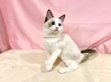 ラグドール【東京都・女の子・2025年7月13日・シールポイントバイカラー】の写真6