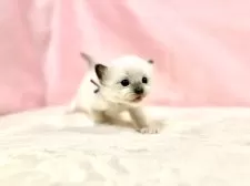 ラグドール【東京都・女の子・2025年10月11日・ブルーポイントミテッド】の写真6