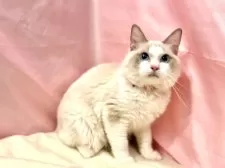 ラグドール【東京都・男の子・2025年3月27日・ブルーポイントバイカラー】の写真6