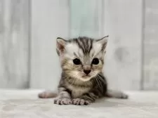 マンチカン(短足)【東京都・女の子・2025年8月23日・シルバータビー】の写真6