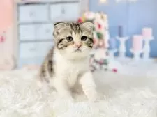 スコティッシュフォールド(折れ耳)【東京都・女の子・2025年10月11日・キャリコ】の写真6