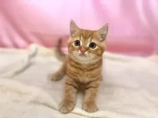 マンチカン(長足)【東京都・男の子・2025年4月25日・レッドタビー】の写真6