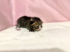 マンチカン(長足)【東京都・女の子・2025年10月19日・ブラウンタビー&ホワイト】の写真6