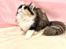 マンチカン(長足)【東京都・女の子・2025年4月16日・キャリコ】の写真6