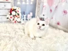 ノルウェージャンフォレストキャット【東京都・女の子・2025年8月2日・ホワイト】の写真6