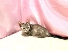 マンチカン(短足)【東京都・女の子・2025年8月23日・トーティ】の写真6