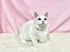 ラグドール【東京都・女の子・2025年6月27日・ブルーポイントバイカラー】の写真7