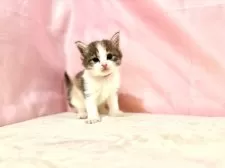 ノルウェージャンフォレストキャット【東京都・女の子・2025年10月3日・ダイリュートキャリコ】の写真7