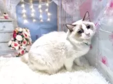 ラグドール【東京都・男の子・2025年7月13日・シールポイントバイカラー】の写真7