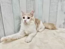 ノルウェージャンフォレストキャット【東京都・男の子・2025年4月17日・クリーム&ホワイト】の写真7