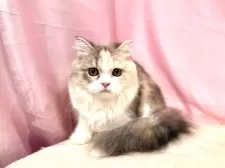 スコティッシュフォールド(立ち耳)【東京都・女の子・2025年4月18日・ダイリュートキャリコ】の写真7