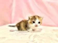 マンチカン(短足)【東京都・女の子・2025年10月11日・キャリコ】の写真7