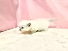 ラグドール【東京都・男の子・2025年10月11日・ブルーポイントミテッド】の写真7