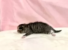 マンチカン(長足)【東京都・女の子・2025年10月19日・ブラウンタビー&ホワイト】の写真7