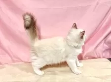 ラグドール【東京都・男の子・2025年7月13日・シールポイントバイカラー】の写真7