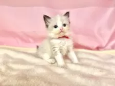 ラグドール【東京都・女の子・2025年6月11日・シールポイントバイカラー】の写真7