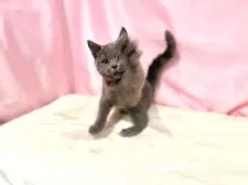 ブリティッシュショートヘア【東京都・女の子・2025年6月30日・ブルー】の写真7