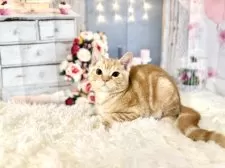 マンチカン(長足)【東京都・男の子・2025年8月23日・レッドタビー】の写真7