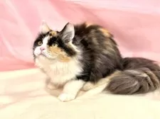 マンチカン(長足)【東京都・女の子・2025年4月16日・キャリコ】の写真7