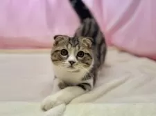 スコティッシュフォールド(折れ耳)【東京都・男の子・2024年11月8日・ブラウンタビー&ホワイト】の写真6