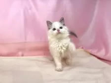 ラグドール【東京都・女の子・2025年4月4日・ブルーポイントバイカラー】の写真8