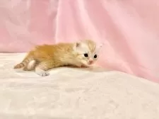 マンチカン(長足)【東京都・女の子・2025年10月11日・レッドタビー】の写真8