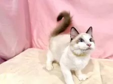 ラグドール【東京都・男の子・2025年7月13日・シールポイントバイカラー】の写真8