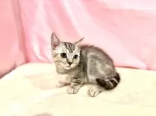 マンチカン(短足)【東京都・女の子・2025年8月23日・シルバータビー】の写真8