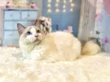 ラグドール【東京都・男の子・2025年3月27日・ブルーポイントバイカラー】の写真8