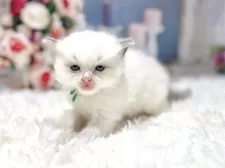 ラグドール【東京都・男の子・2026年2月28日・ブルーポイントバイカラー】の写真8