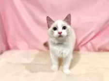 ラグドール【東京都・男の子・2025年7月13日・シールポイントバイカラー】の写真8