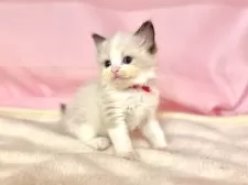 ラグドール【東京都・女の子・2025年6月11日・シールポイントバイカラー】の写真8