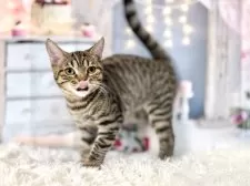 マンチカン(長足)【東京都・男の子・2025年7月16日・ブラウンタビー】の写真8