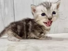 マンチカン(短足)【東京都・女の子・2025年8月23日・シルバータビー】の写真9