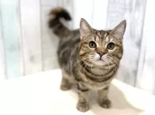 スコティッシュフォールド(立ち耳)【東京都・女の子・2025年4月14日・ブラウンタビー】の写真9