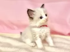 ラグドール【東京都・女の子・2025年6月11日・シールポイントバイカラー】の写真9