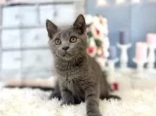 ブリティッシュショートヘア【東京都・男の子・2025年8月25日・ブルー】の写真9