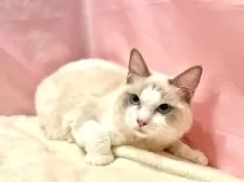 ラグドール【東京都・男の子・2025年3月27日・ブルーポイントバイカラー】の写真9