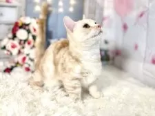 マンチカン(短足)【東京都・男の子・2025年7月16日・レッドタビー】の写真9