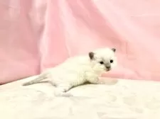 ラグドール【東京都・男の子・2025年10月11日・ブルーポイントミテッド】の写真9