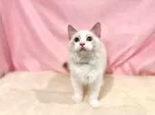 ラグドール【東京都・男の子・2025年7月13日・シールポイントバイカラー】の写真9