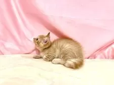 マンチカン(長足)【東京都・男の子・2025年8月23日・クリームタビー】の写真9