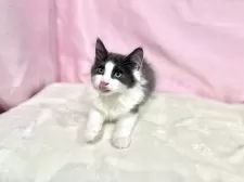 ノルウェージャンフォレストキャット【東京都・男の子・2025年8月2日・ブルー&ホワイト】の写真9