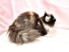 マンチカン(長足)【東京都・女の子・2025年4月16日・キャリコ】の写真9