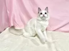 ラグドール【東京都・男の子・2025年6月27日・ブルーポイントバイカラー】の写真8