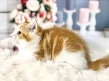 ミヌエット(長足)【東京都・男の子・2025年9月23日・レッドタビー&ホワイト】の写真9